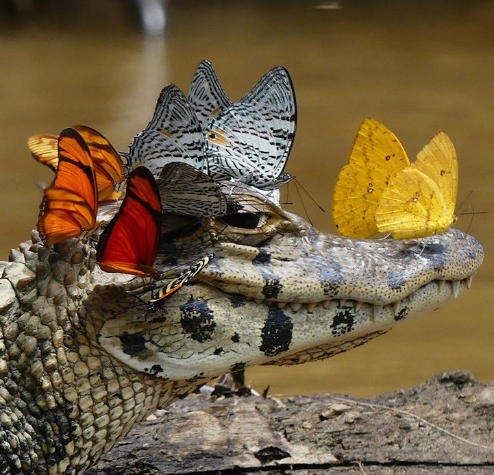 Abrahamishaku